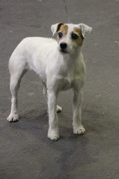 CH. Hounds Fields Donuts - 1er Excellent RCACS - RCACIB