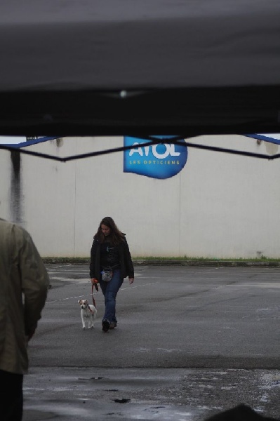 CH. Hounds Fields Donuts - CSAU Très Bon
