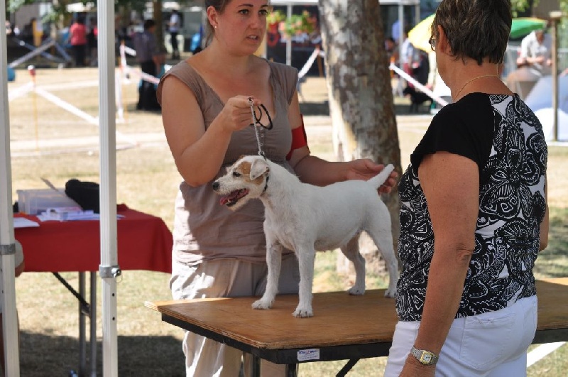 CH. Hounds Fields Donuts - 1er Excellent