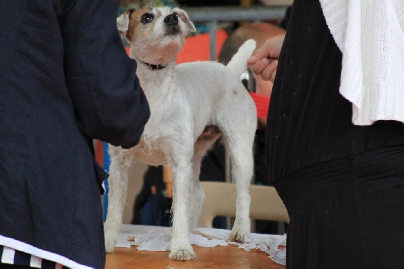 CH. Hounds Fields Donuts - 1er excellent, CACS, CACIB et Meilleur de race