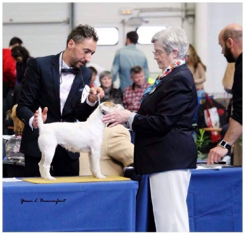 CH. Hounds Fields Donuts - 1er excellent, CACS, CACIB et Meilleur de race