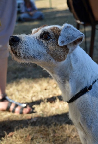 CH. Hounds Fields Donuts - 2ème Excellent