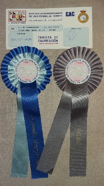 CH. Hounds Fields Donuts - 2ème Excellent, RCACS