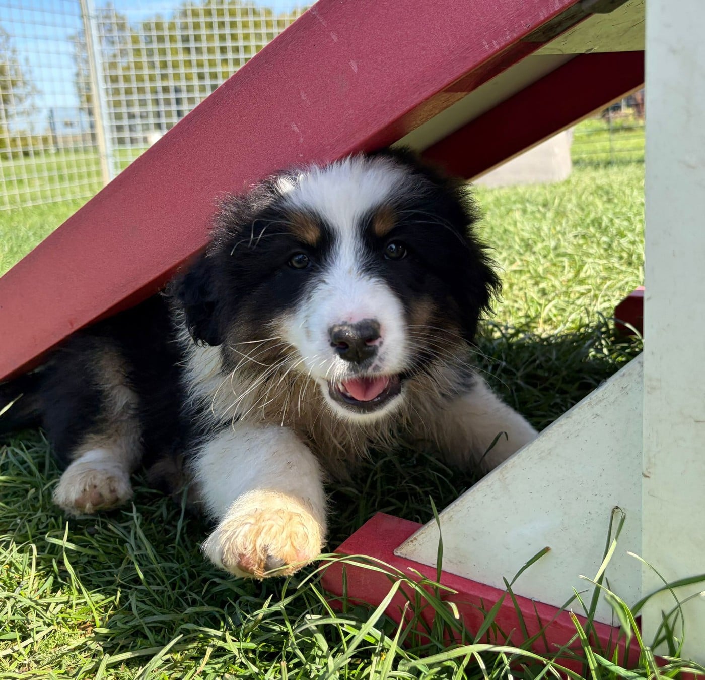 Chiot N°3 - Berger Australien