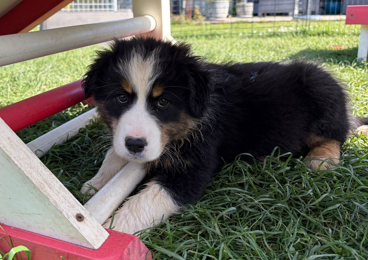 Chiot N°4 - Berger Australien