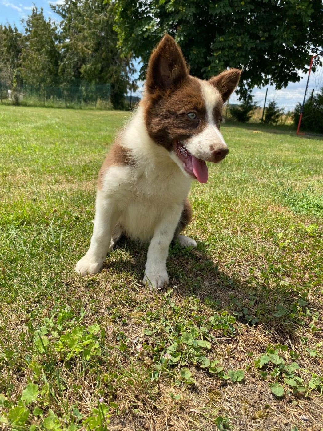 Chiot N°1 - Border Collie