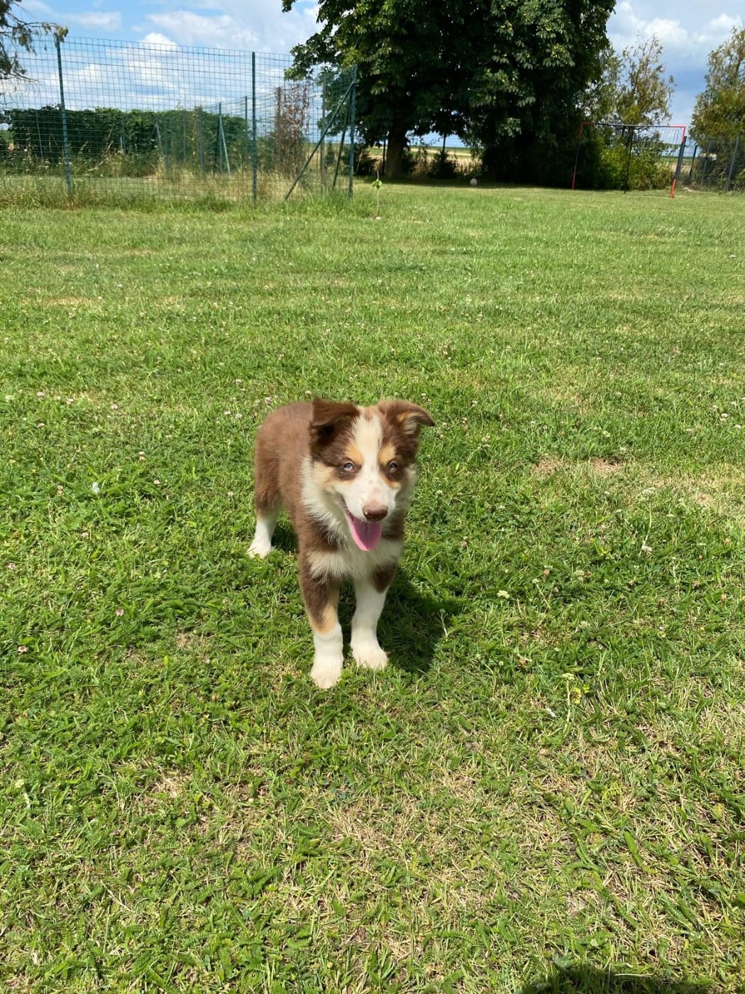 Chiot N°2 - Border Collie