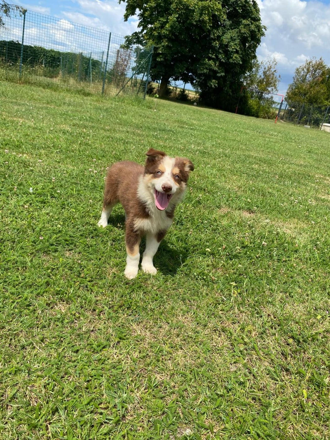 Chiot N°3 - Border Collie