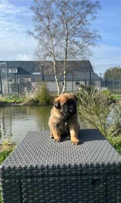 Les chiots de Berger Belge