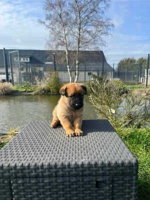 Les chiots de Berger Belge