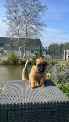 Les chiots de Berger Belge