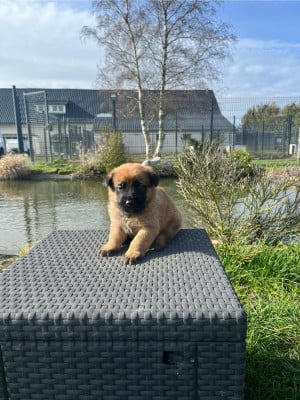 Les chiots de Berger Belge