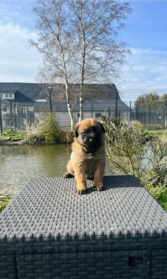 Les chiots de Berger Belge