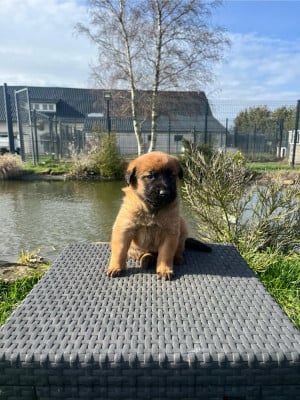 Les chiots de Berger Belge