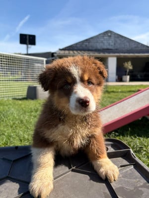 Les chiots de Berger Australien