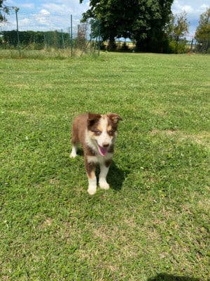 Les chiots de Border Collie