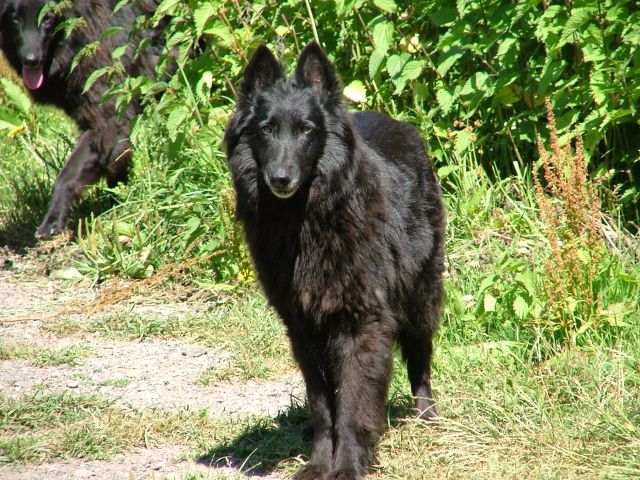 Publication : du Clan de Samara Auteur : NB.