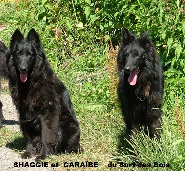 Publication : du Clan de Samara Auteur : NB.