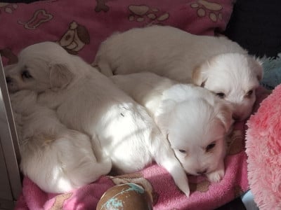 Les chiots de Coton de Tulear