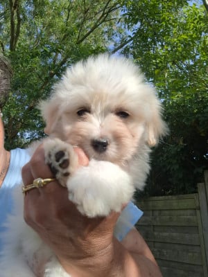 Les chiots de Coton de Tulear