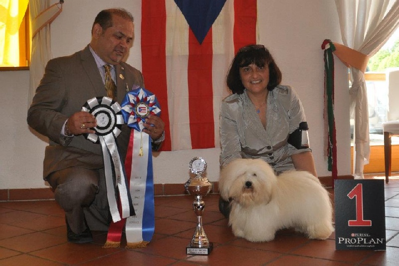 CH. Gonzo the great du courrier des îles - BOB