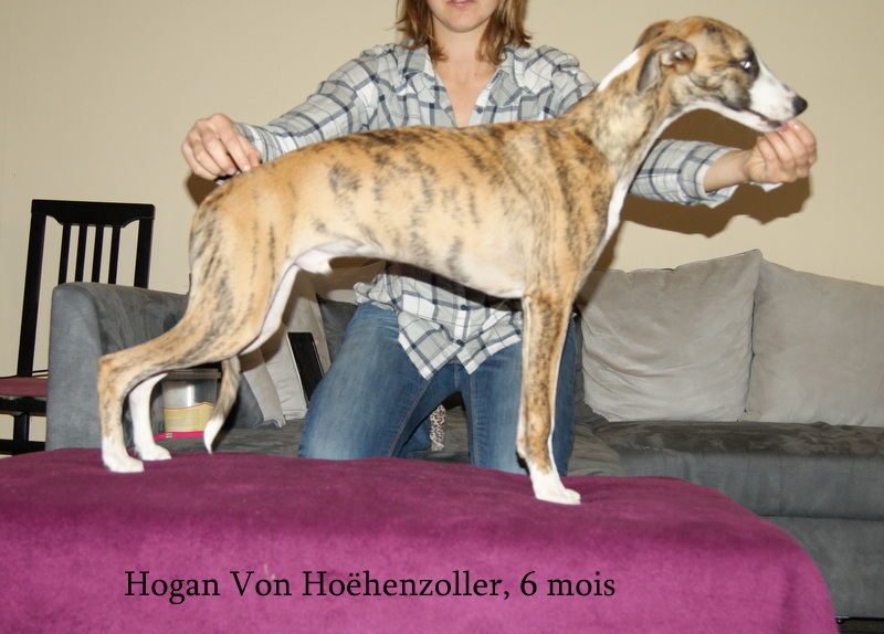 CH. Hogan (co-propriété) von Hoëhenzoller