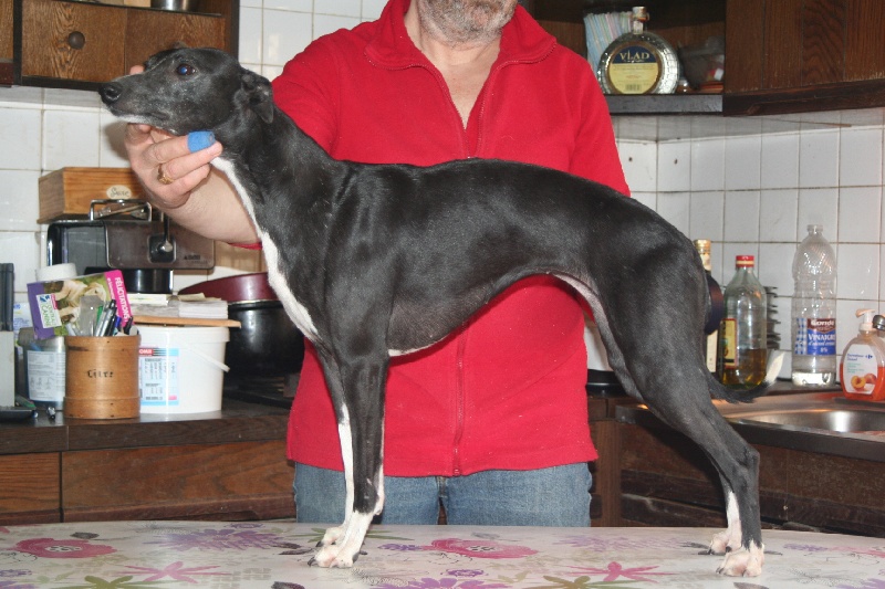 Griotte von Hoëhenzoller