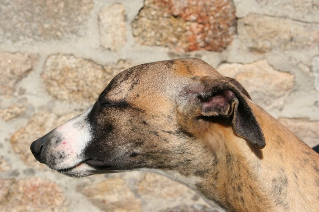 Neptune von Hoëhenzoller