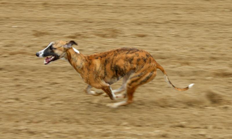 CH. Hogan (co-propriété) von Hoëhenzoller