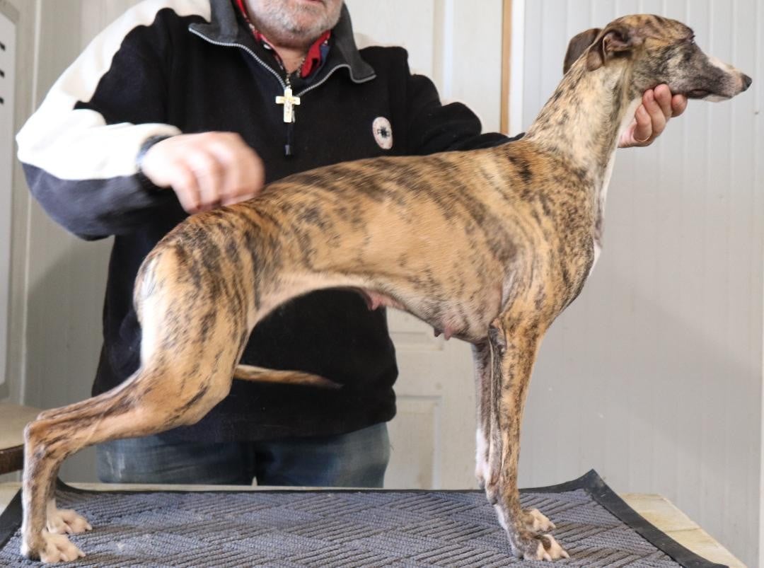 Volupté von Hoëhenzoller