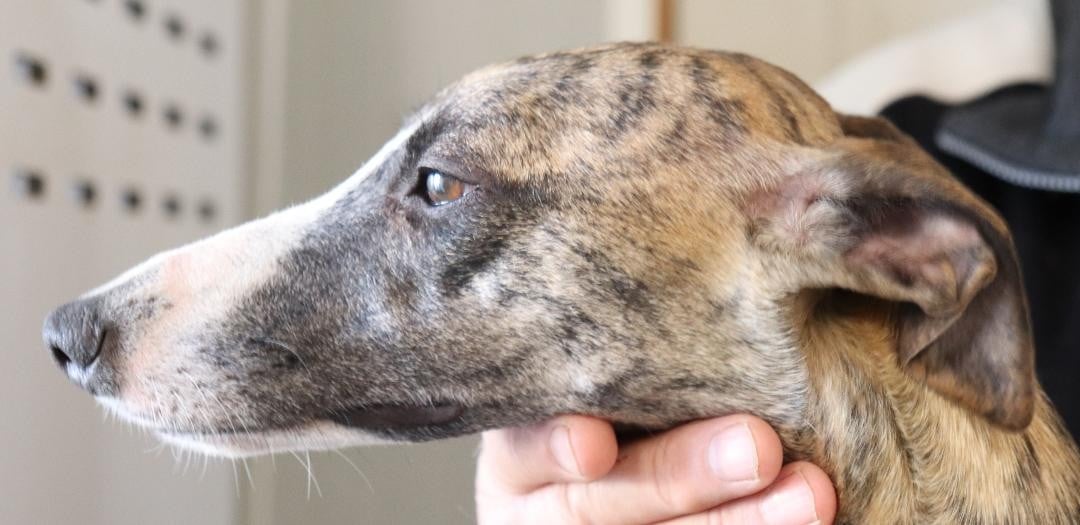 Volupté von Hoëhenzoller