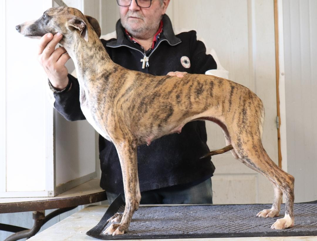 Volupté von Hoëhenzoller