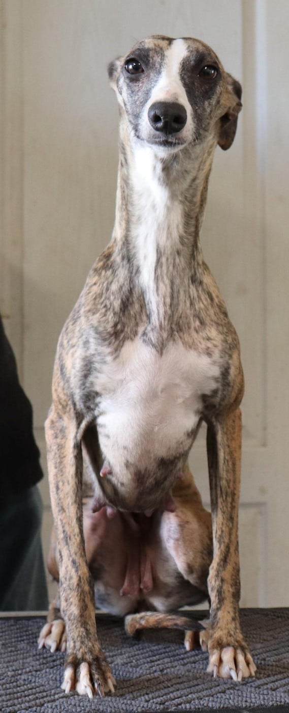 Volupté von Hoëhenzoller