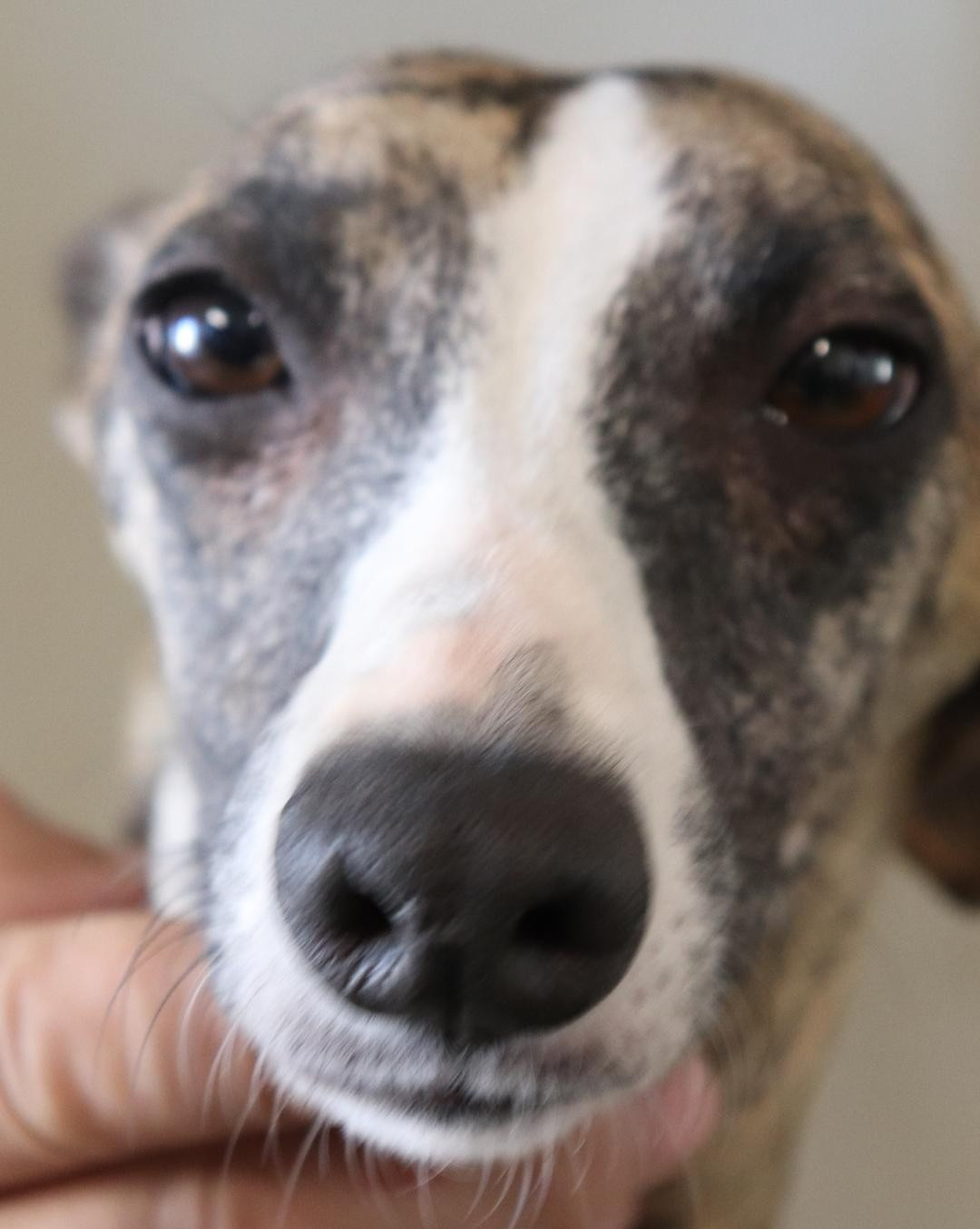 Volupté von Hoëhenzoller