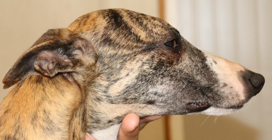 Uryo von Hoëhenzoller