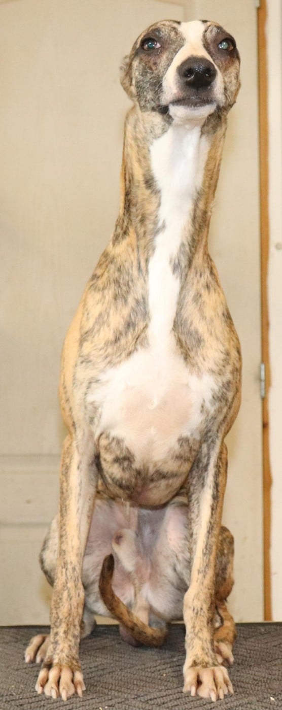 Uryo von Hoëhenzoller