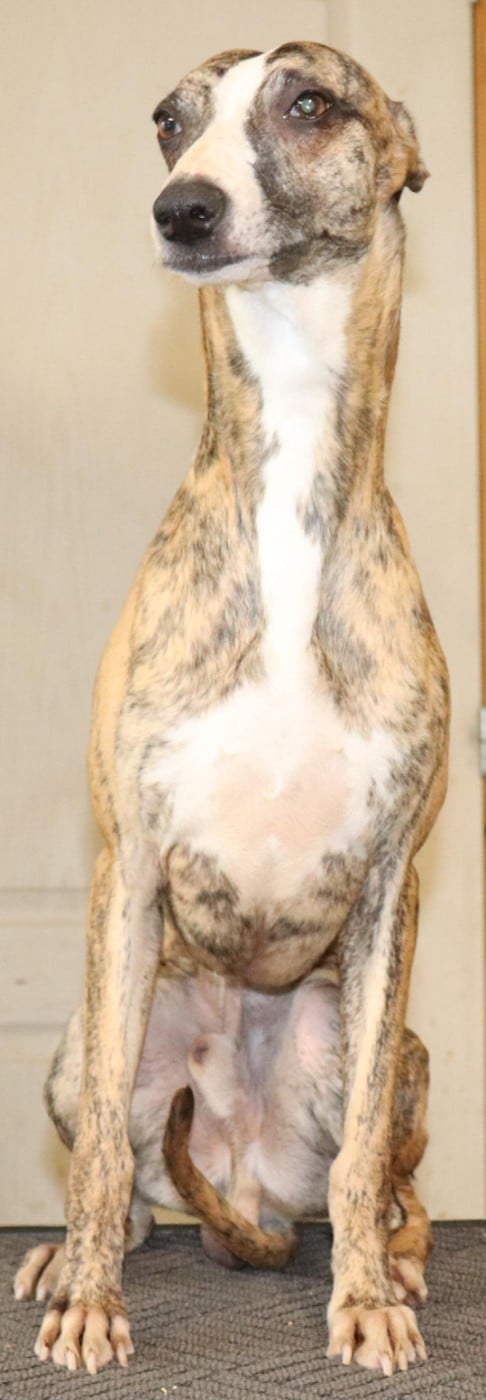 Uryo von Hoëhenzoller