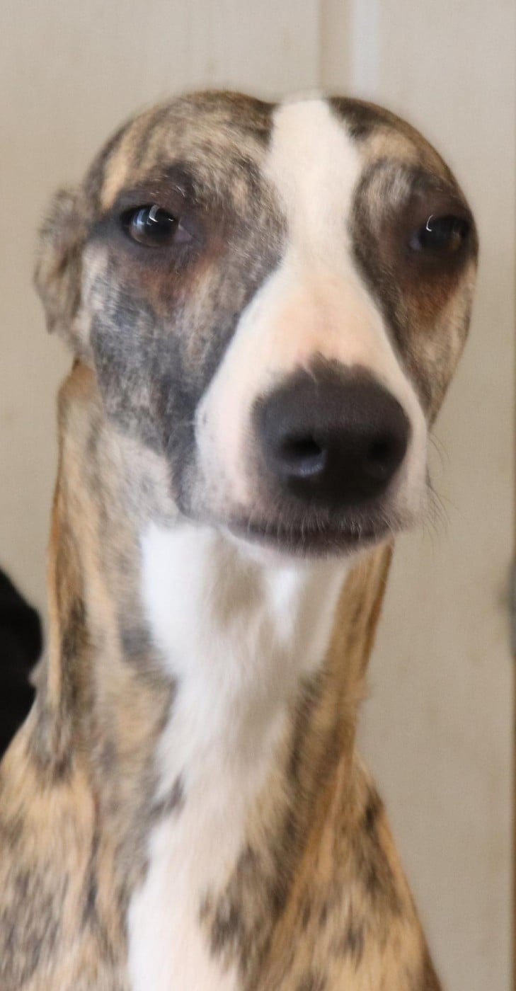 Uryo von Hoëhenzoller