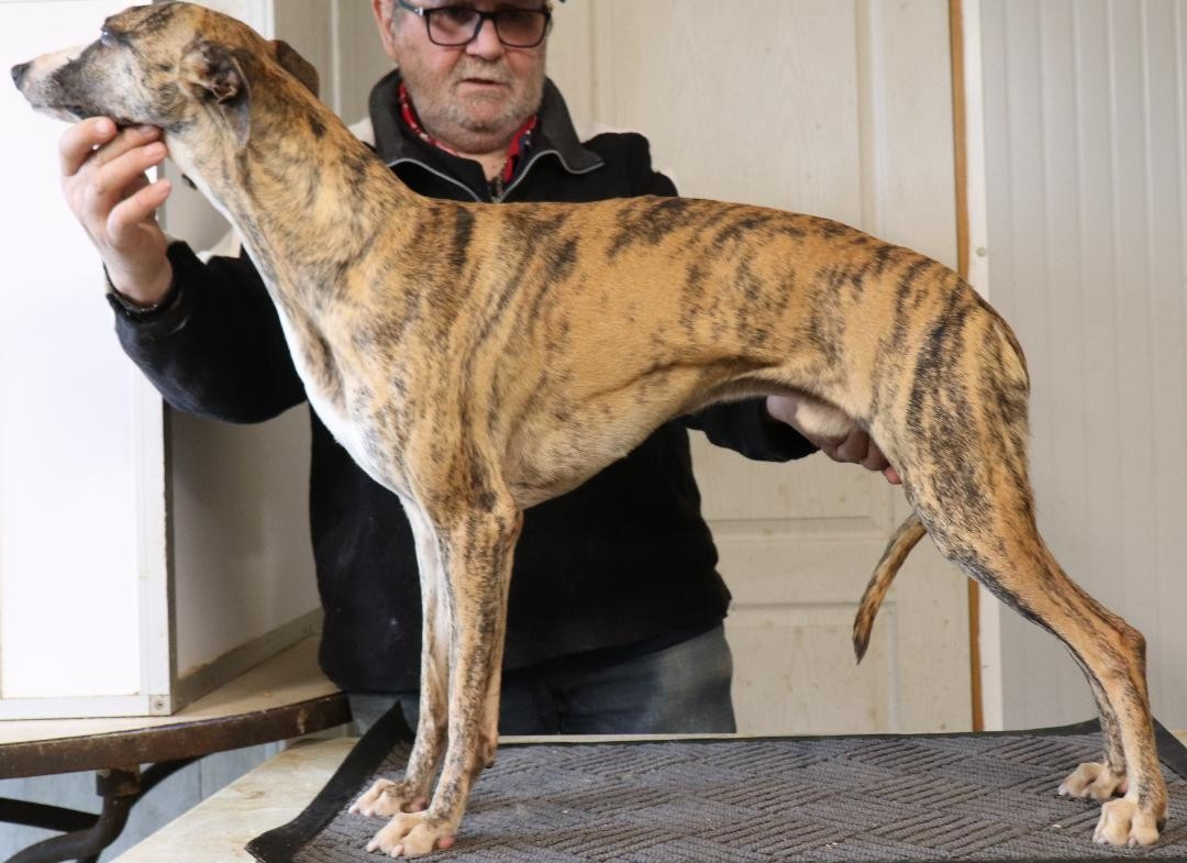 Uryo von Hoëhenzoller