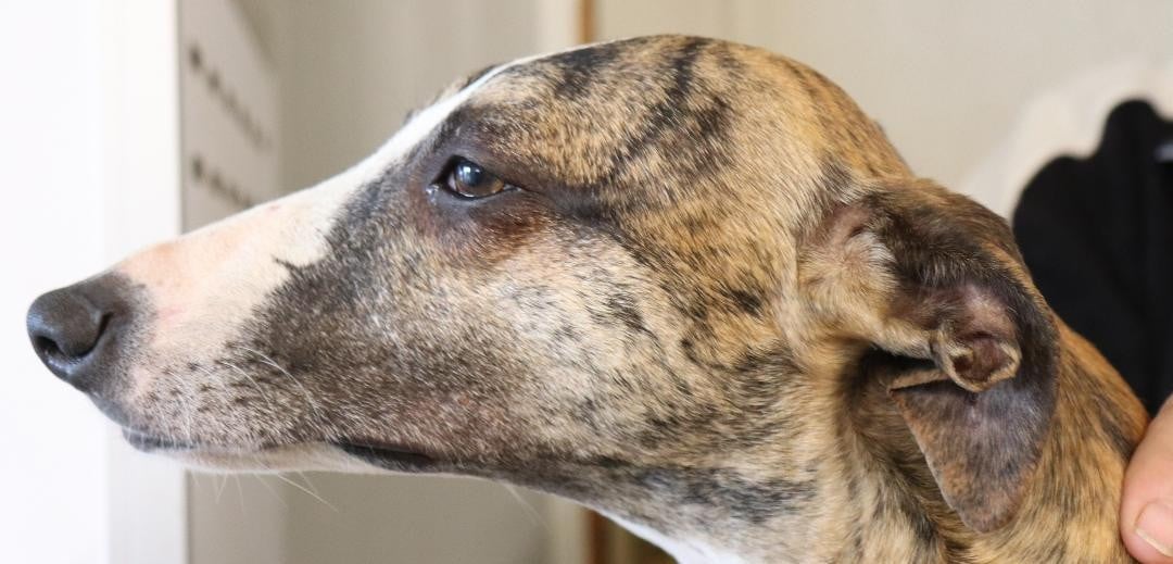 Uryo von Hoëhenzoller