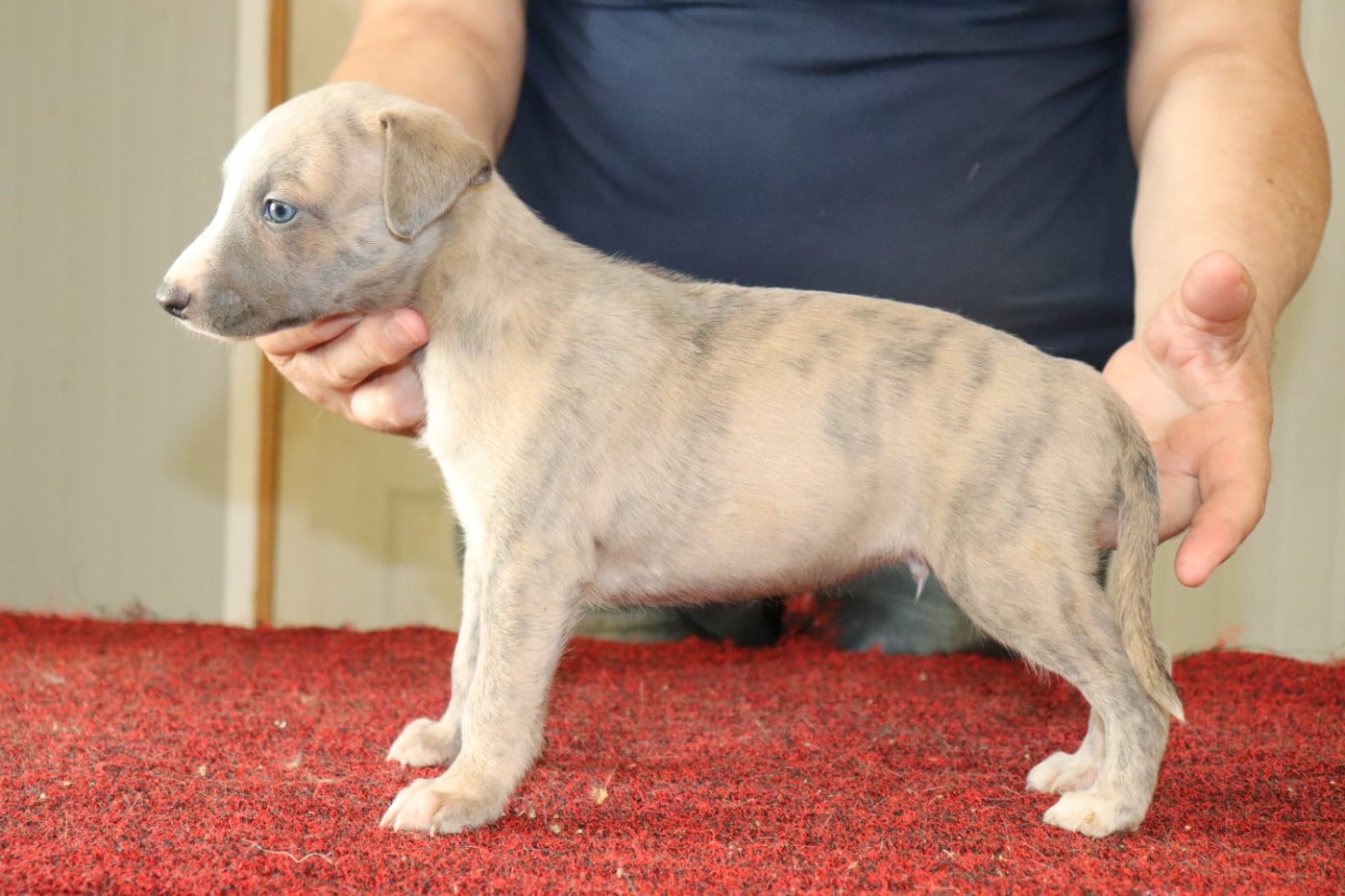 Publication : von Hoëhenzoller Auteur : Priscillia DA COSTA