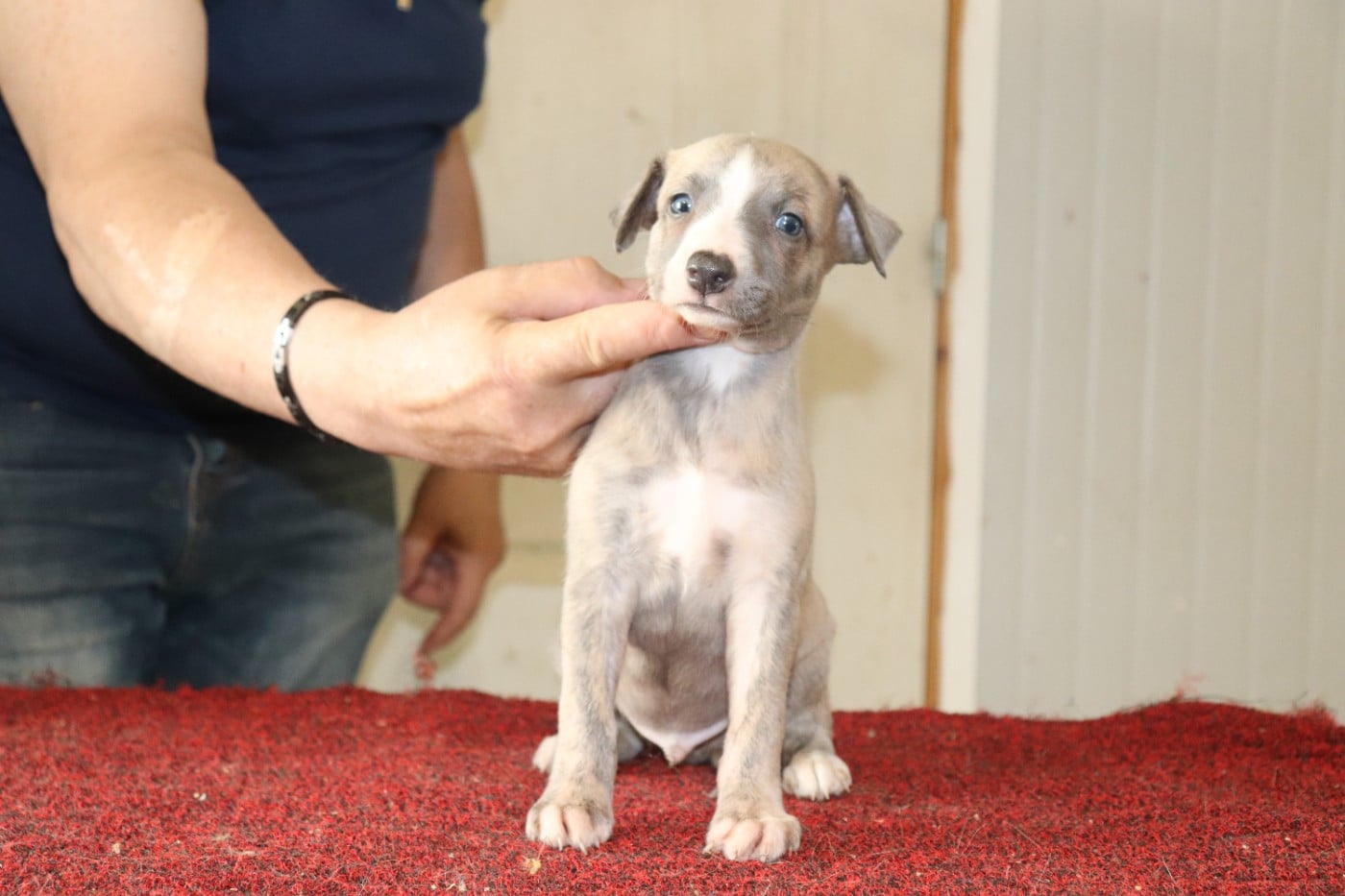 Publication : von Hoëhenzoller Auteur : Priscillia DA COSTA