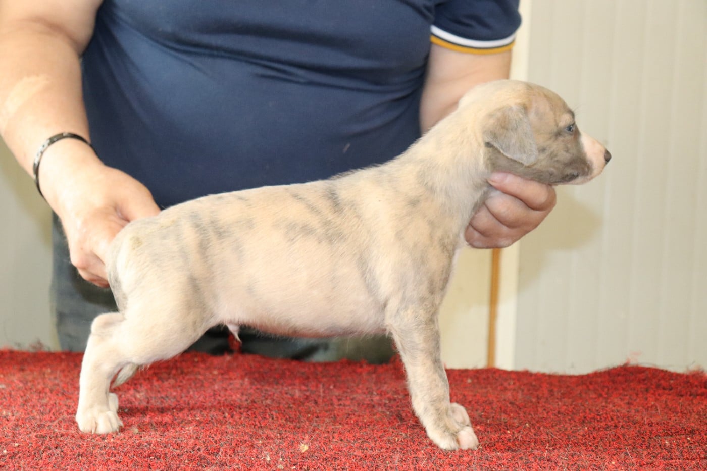 Publication : von Hoëhenzoller Auteur : Priscillia DA COSTA