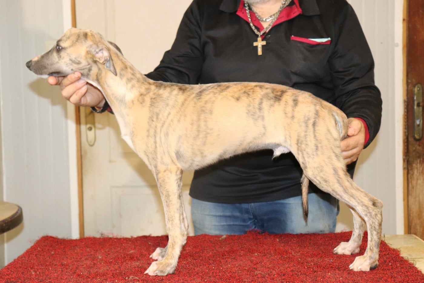 Publication : von Hoëhenzoller Auteur : Priscillia DA COSTA