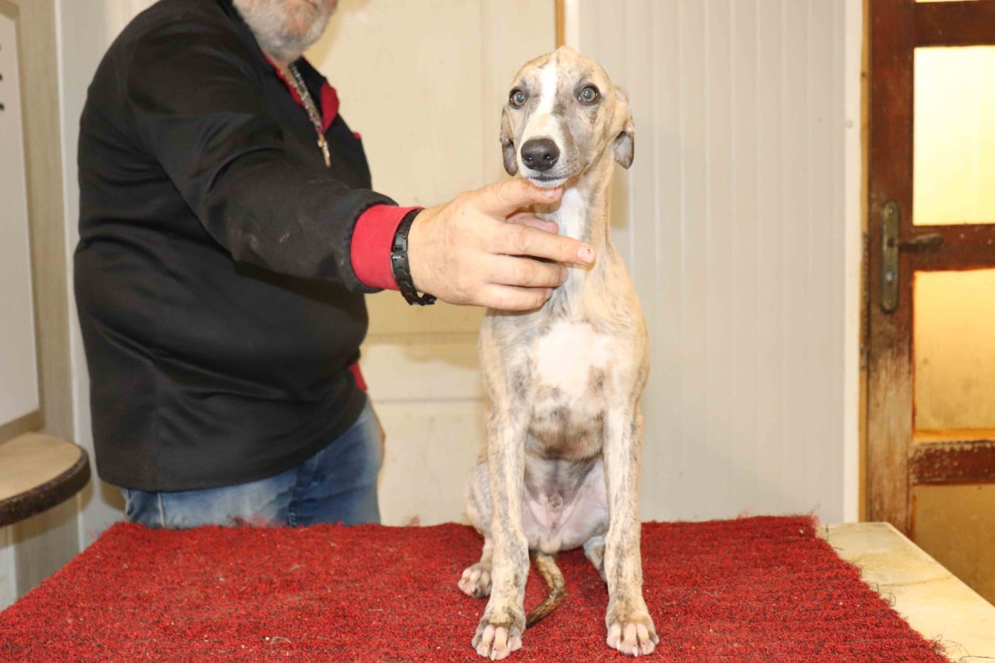 Publication : von Hoëhenzoller Auteur : Priscillia DA COSTA