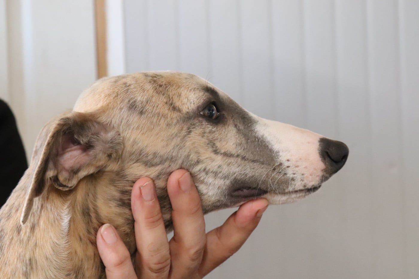 Publication : von Hoëhenzoller Auteur : Priscillia DA COSTA