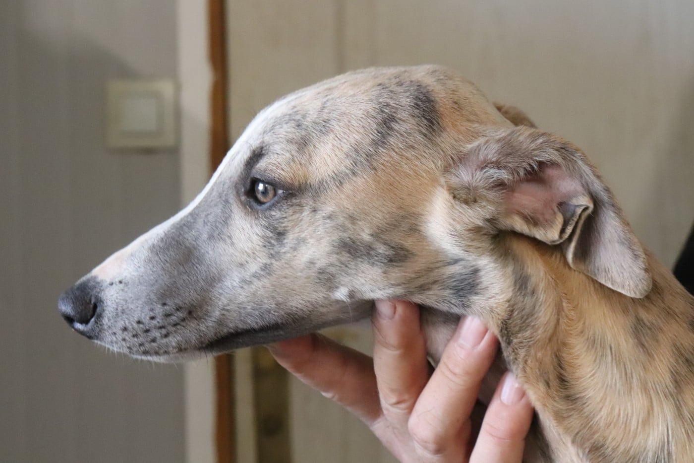 Publication : von Hoëhenzoller Auteur : Priscillia DA COSTA