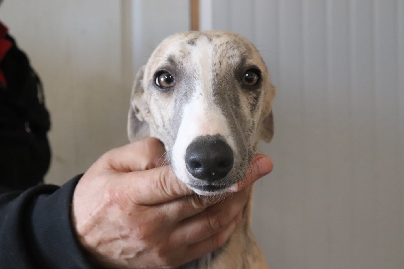 Publication : von Hoëhenzoller Auteur : Priscillia DA COSTA