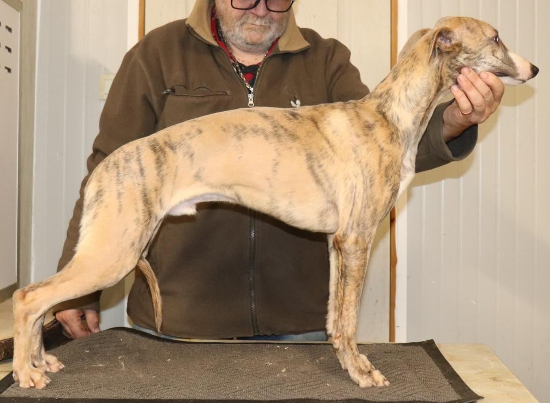 Publication : von Hoëhenzoller Auteur : Priscillia DA COSTA