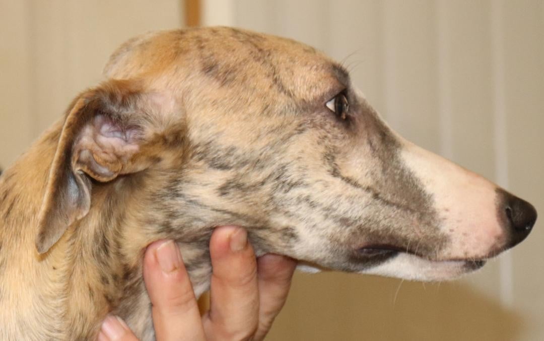 Publication : von Hoëhenzoller Auteur : Priscillia DA COSTA